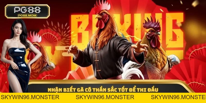 Đá Gà Cựa Tròn - Hình Thức Cá Cược Online Hấp Dẫn 2026 - skywin96