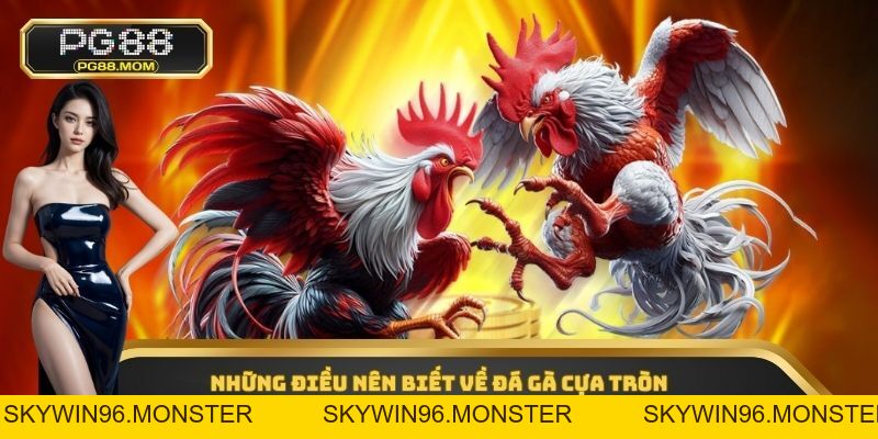 Đá Gà Cựa Tròn - Hình Thức Cá Cược Online Hấp Dẫn 2026 - skywin96